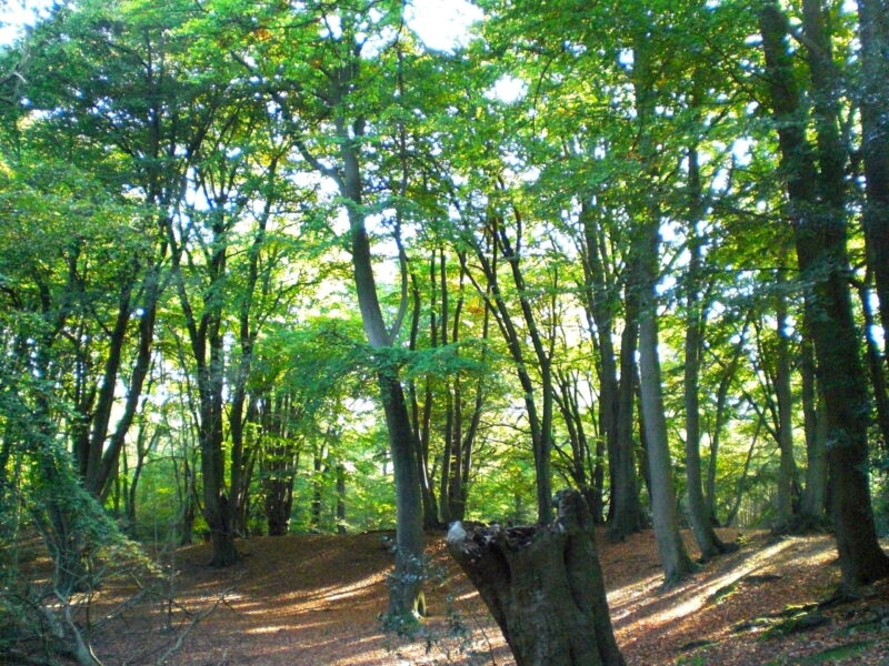 Image of Epping Forest